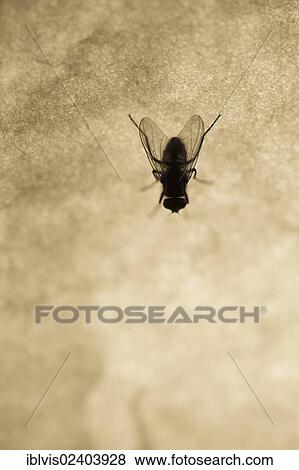 Fly View Large Photo Image Stock Photo - Fly. Fotosearch