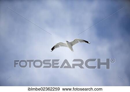 "Flying Common Gull (Larus canus) on the North Sea coast near Bensersiel, Lower Saxony, Germany, Europe" View Large Photo Image Stock Photo - "Flying Common Gull (Larus canus) on the North Sea coast near Bensersiel, Lower Saxony, Germany, Europe". Fotosearch