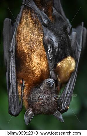 "Flying Fox (Pteropus sp. ), adult with two young, 2 weeks, native to Southeast Asia, captive, Baden-Wurttemberg, Germany, Europe" View Large Photo Image Stock Image - "Flying Fox (Pteropus sp. ), adult with two young, 2 weeks, native to Southeast Asia, captive, Baden-Wurttemberg, Germany, Europe". Fotosearch