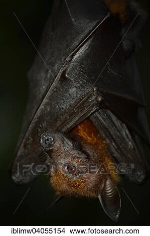 Picture - "Flying Fox (Pteropus sp. ), native to Southeast Asia, captive". Fotosearch