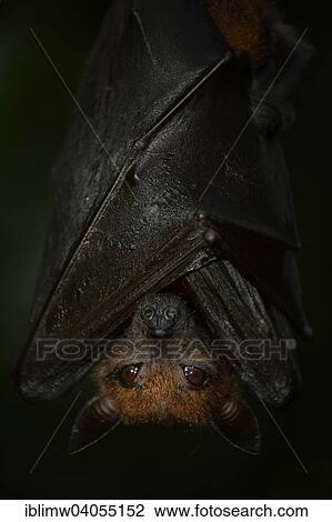 "Flying Fox (Pteropus sp. ), native to Southeast Asia, captive" View Large Photo Image Stock Image - "Flying Fox (Pteropus sp. ), native to Southeast Asia, captive". Fotosearch