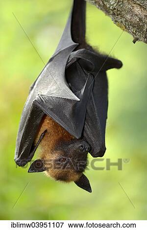 "Flying fox (Pteropus sp. ), native to Southeast Asia, captive, Baden-Wurttemberg, Germany, Europe" View Large Photo Image Stock Photo - "Flying fox (Pteropus sp. ), native to Southeast Asia, captive, Baden-Wurttemberg, Germany, Europe". Fotosearch