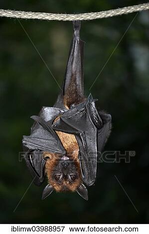 "Flying Fox (Pteropus sp. ), native to Southeast Asia, captive" View Large Photo Image Stock Photo - "Flying Fox (Pteropus sp. ), native to Southeast Asia, captive". Fotosearch