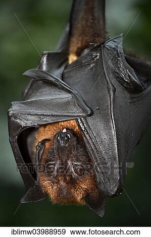 "Flying Fox (Pteropus sp. ), native to Southeast Asia, captive" View Large Photo Image Stock Photo - "Flying Fox (Pteropus sp. ), native to Southeast Asia, captive". Fotosearch