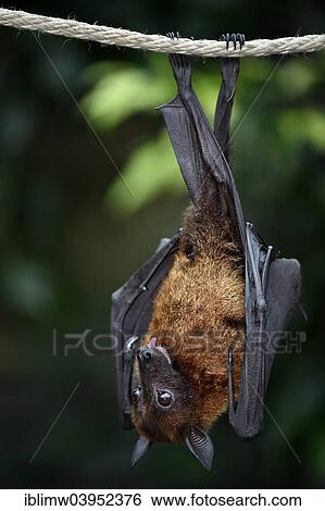 "Flying Fox (Pteropus sp. ), native to Southeast Asia, captive, Baden-Wurttemberg, Germany, Europe" View Large Photo Image Stock Photograph - "Flying Fox (Pteropus sp. ), native to Southeast Asia, captive, Baden-Wurttemberg, Germany, Europe". Fotosearch