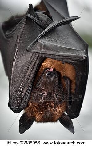 "Flying Fox (Pteropus sp. ), native to Southeast Asia, captive" View Large Photo Image Stock Photograph - "Flying Fox (Pteropus sp. ), native to Southeast Asia, captive". Fotosearch