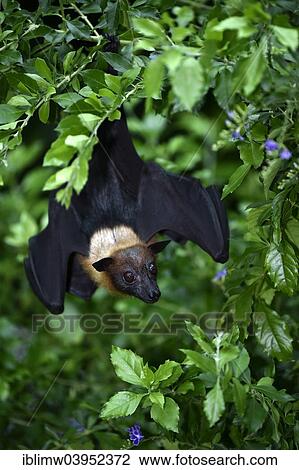 "Flying Fox (Pteropus sp. ), on a tree, native to Southeast Asia, captive, Baden-Wurttemberg, Germany, Europe" View Large Photo Image Stock Image - "Flying Fox (Pteropus sp. ), on a tree, native to Southeast Asia, captive, Baden-Wurttemberg, Germany, Europe". Fotosearch
