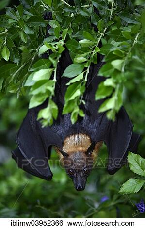 "Flying Fox (Pteropus sp. ), on a tree, native to Southeast Asia, captive, Baden-Wurttemberg, Germany, Europe" View Large Photo Image Stock Photograph - "Flying Fox (Pteropus sp. ), on a tree, native to Southeast Asia, captive, Baden-Wurttemberg, Germany, Europe". Fotosearch