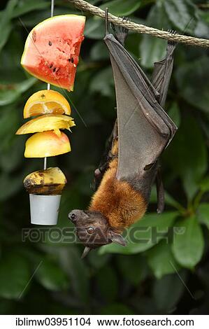 "Flying fox (Pteropus sp. ) on feeding site, native to Southeast Asia, captive, Baden-Wurttemberg, Germany, Europe" View Large Photo Image Picture - "Flying fox (Pteropus sp. ) on feeding site, native to Southeast Asia, captive, Baden-Wurttemberg, Germany, Europe". Fotosearch
