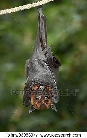 "Flying fox (Pteropus sp. ), sleeping position, native to Southeast Asia, captive, Baden-Wurttemberg, Germany, Europe" View Large Photo Image Stock Photo - "Flying fox (Pteropus sp. ), sleeping position, native to Southeast Asia, captive, Baden-Wurttemberg, Germany, Europe". Fotosearch