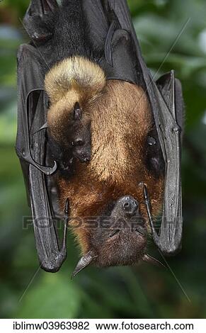 "Flying fox (Pteropus sp. ), with young, 4 weeks native to Southeast Asia, captive, Baden-Wurttemberg, Germany, Europe" View Large Photo Image Stock Image - "Flying fox (Pteropus sp. ), with young, 4 weeks native to Southeast Asia, captive, Baden-Wurttemberg, Germany, Europe". Fotosearch
