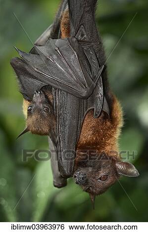 "Flying fox (Pteropus sp. ), with young, 4 weeks, native to Southeast Asia, captive, Baden-Wurttemberg, Germany, Europe" View Large Photo Image Stock Photograph - "Flying fox (Pteropus sp. ), with young, 4 weeks, native to Southeast Asia, captive, Baden-Wurttemberg, Germany, Europe". Fotosearch