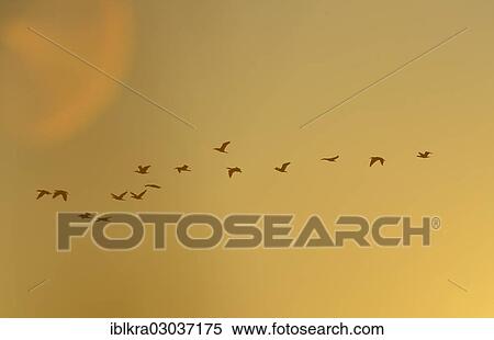 Stock Photography - "Flying Great Cormorants (Phalacrocorax carbo) at dawn, Danube-Auen, Muhlleiten, Lower Austria, Austria, Europe". Fotosearch