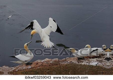 "Flying Northern Gannet (Morus bassanus) during a courtship display in a breeding colony, Bird Rock, Helgoland, Schleswig-Holstein, Germany, Europe" View Large Photo Image Stock Image - "Flying Northern Gannet (Morus bassanus) during a courtship display in a breeding colony, Bird Rock, Helgoland, Schleswig-Holstein, Germany, Europe". Fotosearch