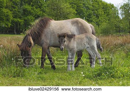 "Foal and mare, Iceland horses" View Large Photo Image Stock Photograph - "Foal and mare, Iceland horses". Fotosearch