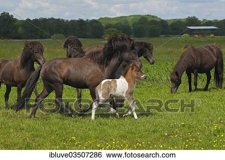 "Foal and mare in a herd of Icelandic horses, Germany, Europe" View Large Photo Image Stock Photograph - "Foal and mare in a herd of Icelandic horses, Germany, Europe". Fotosearch
