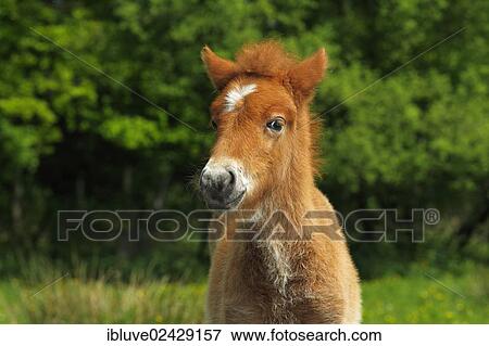 Stock Photo - "Foal, Iceland horse". Fotosearch