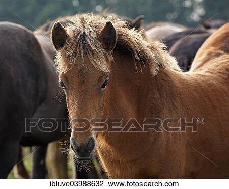 "Foal, Icelandic horse" View Large Photo Image Stock Image - "Foal, Icelandic horse". Fotosearch