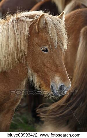 "Foal, Icelandic horse" View Large Photo Image Stock Image - "Foal, Icelandic horse". Fotosearch
