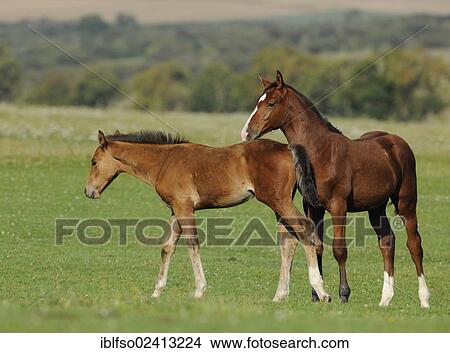 Foals in a pasture, Thuringia, Germany, Europe, PublicGround, Europe View Large Photo Image Picture - Foals in a pasture, Thuringia, Germany, Europe, PublicGround, Europe. Fotosearch