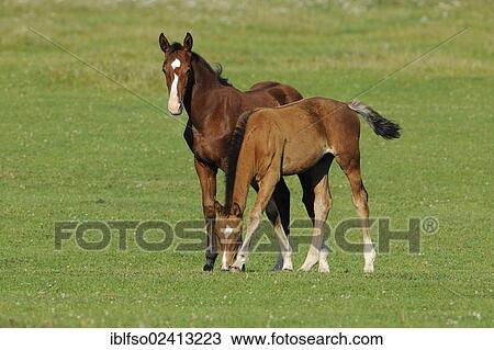 Foals in a pasture, Thuringia, Germany, Europe, PublicGround, Europe View Large Photo Image Stock Image - Foals in a pasture, Thuringia, Germany, Europe, PublicGround, Europe. Fotosearch
