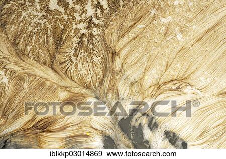 "Foam carpet of algae in a mountain stream, Isle of Skye, Scotland, United Kingdom, Europe" View Large Photo Image Stock Photo - "Foam carpet of algae in a mountain stream, Isle of Skye, Scotland, United Kingdom, Europe". Fotosearch
