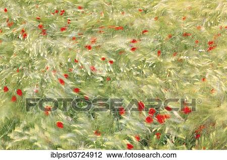 "Foehn storm sweeps with 80 kmh through barley field with poppies, Tyrolean Unterland, Tyrol, Austria, Europe" View Large Photo Image Stock Image - "Foehn storm sweeps with 80 kmh through barley field with poppies, Tyrolean Unterland, Tyrol, Austria, Europe". Fotosearch