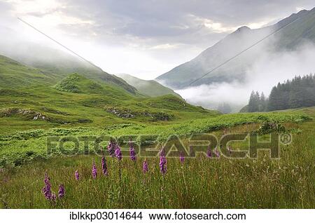 Picture - "Fog after light rain in the Highlands and blooming Foxglove (Digitalis), Scotland, United Kingdom, Europe". Fotosearch