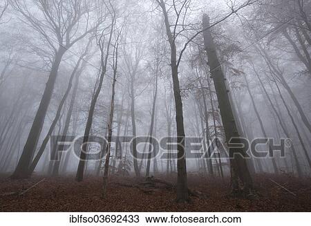 "Fog in a beech forest, Beeches (Fagus sylvatica), Hainich National Park, Thuringia, Germany, Europe" View Large Photo Image Stock Image - "Fog in a beech forest, Beeches (Fagus sylvatica), Hainich National Park, Thuringia, Germany, Europe". Fotosearch