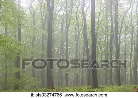 "Fog in a beech forest (Fagus sylvatica), spring, several days after foliation, Greifenstein, Westerwald, Hesse, Germany, Europe" View Large Photo Image Stock Photograph - "Fog in a beech forest (Fagus sylvatica), spring, several days after foliation, Greifenstein, Westerwald, Hesse, Germany, Europe". Fotosearch