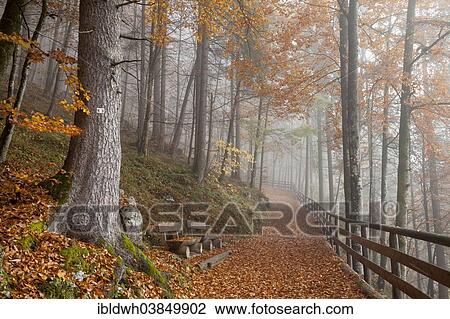 "Fog in an autumn forest, Schonau am Konigsee, Berchtesgaden National Park, Berchtesgadener Land district, Upper Bavaria, Bavaria, Germany, Europe" View Large Photo Image Stock Image - "Fog in an autumn forest, Schonau am Konigsee, Berchtesgaden National Park, Berchtesgadener Land district, Upper Bavaria, Bavaria, Germany, Europe". Fotosearch