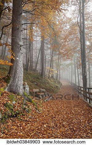 Stock Image - "Fog in an autumn forest, Schonau am Konigsee, Berchtesgaden National Park, Berchtesgadener Land district, Upper Bavaria, Bavaria, Germany, Europe". Fotosearch