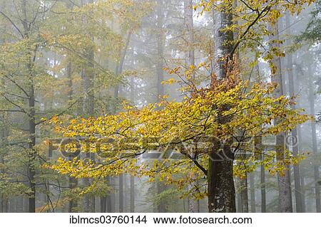 "Fog in an autumnal European Beech or Common Beech forest (Fagus sylvatica), Bavarian Forest National Park, Bavaria, Germany, Europe" View Large Photo Image Picture - "Fog in an autumnal European Beech or Common Beech forest (Fagus sylvatica), Bavarian Forest National Park, Bavaria, Germany, Europe". Fotosearch