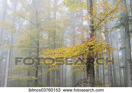 "Fog in an autumnal European Beech or Common Beech forest (Fagus sylvatica), Bavarian Forest National Park, Neuschonau, Bavaria, Germany, Europe" View Large Photo Image Stock Image - "Fog in an autumnal European Beech or Common Beech forest (Fagus sylvatica), Bavarian Forest National Park, Neuschonau, Bavaria, Germany, Europe". Fotosearch