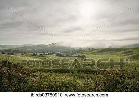 "Fog in the valleys of the Crete Senesi, Casetta, Taverne d'Arbia, Tuscany, Italy, Europe" View Large Photo Image Stock Image - "Fog in the valleys of the Crete Senesi, Casetta, Taverne d'Arbia, Tuscany, Italy, Europe". Fotosearch