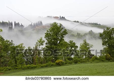 "Fog in the valleys of the Crete Senesi, Chiusure, Arbia, Tuscany, Italy, Europe" View Large Photo Image Stock Photography - "Fog in the valleys of the Crete Senesi, Chiusure, Arbia, Tuscany, Italy, Europe". Fotosearch