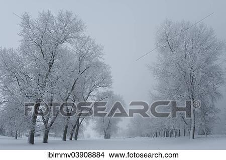 "Fog in winter, Strohauser Plate, island in the Weser River, Lower Saxony, Germany, Europe" View Large Photo Image Picture - "Fog in winter, Strohauser Plate, island in the Weser River, Lower Saxony, Germany, Europe". Fotosearch