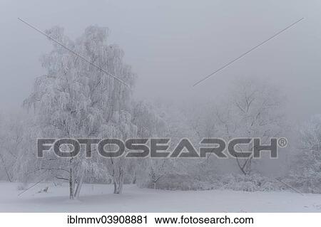 "Fog in winter, Strohauser Plate, island in the Weser River, Lower Saxony, Germany, Europe" View Large Photo Image Stock Image - "Fog in winter, Strohauser Plate, island in the Weser River, Lower Saxony, Germany, Europe". Fotosearch