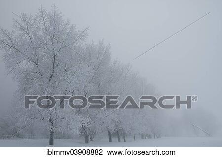 "Fog in winter, Strohauser Plate, island in the Weser River, Lower Saxony, Germany, Europe" View Large Photo Image Stock Image - "Fog in winter, Strohauser Plate, island in the Weser River, Lower Saxony, Germany, Europe". Fotosearch