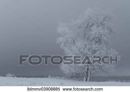"Fog in winter, Strohauser Plate, island in the Weser River, Lower Saxony, Germany, Europe" View Large Photo Image Stock Photography - "Fog in winter, Strohauser Plate, island in the Weser River, Lower Saxony, Germany, Europe". Fotosearch