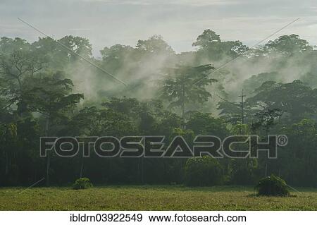 Stock Photo - "Fog over a clearing in the rain forest after a cloudburst, Djaloumbe, Lobeke National Park, East Region, Cameroon, Africa". Fotosearch