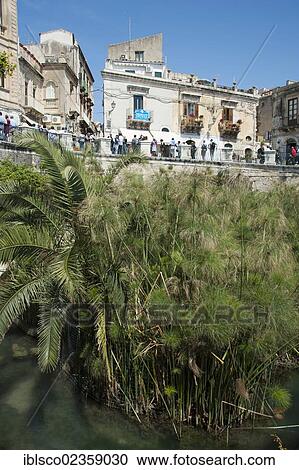 "Font of Arethusa with papyrus, Siracusa, Syracuse, Ortigia, Ortygia Island, Sicily, Italy, Europe" View Large Photo Image Stock Image - "Font of Arethusa with papyrus, Siracusa, Syracuse, Ortigia, Ortygia Island, Sicily, Italy, Europe". Fotosearch