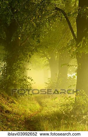 Stock Image - "Footpath through avenue of lime trees in the fog, at Freyburg Unstrut, Saxony-Anhalt, Germany, Europe". Fotosearch