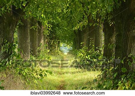 "Footpath through lime avenue, near Freyburg Unstrut, Saxony-Anhalt, Germany, Europe" View Large Photo Image Stock Photo - "Footpath through lime avenue, near Freyburg Unstrut, Saxony-Anhalt, Germany, Europe". Fotosearch