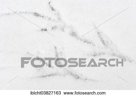 "Footprint a Blackbird (Turdus merula) in the snow, North Rhine-Westphalia, Germany, Europe" View Large Photo Image Stock Image - "Footprint a Blackbird (Turdus merula) in the snow, North Rhine-Westphalia, Germany, Europe". Fotosearch