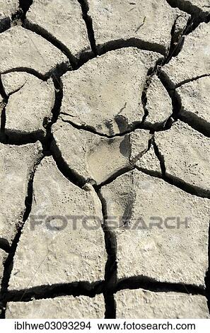 "Footprint in dry, cracked mud in the Wadden, Lower Saxon Wadden Sea National Park, Jever, Lower Saxony, Germany, Europe" View Large Photo Image Picture - "Footprint in dry, cracked mud in the Wadden, Lower Saxon Wadden Sea National Park, Jever, Lower Saxony, Germany, Europe". Fotosearch