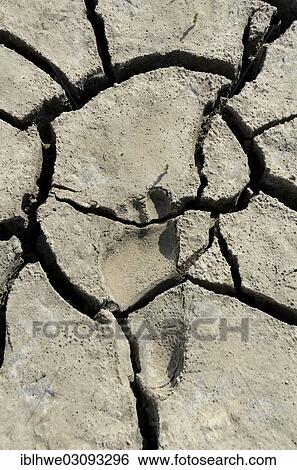 "Footprint in dry, cracked mud in the Wadden, Lower Saxon Wadden Sea National Park, Jever, Lower Saxony, Germany, Europe" View Large Photo Image Stock Photograph - "Footprint in dry, cracked mud in the Wadden, Lower Saxon Wadden Sea National Park, Jever, Lower Saxony, Germany, Europe". Fotosearch