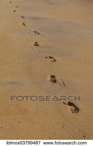 "Footprints in the sand, beach near Waskaduwa, Western Province, Sri Lanka, Asia" View Large Photo Image Stock Photo - "Footprints in the sand, beach near Waskaduwa, Western Province, Sri Lanka, Asia". Fotosearch