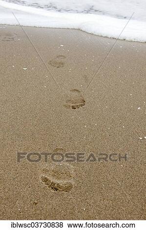 "Footprints in the sand, Namib-Naukluft National Park, Sandwich Harbour, Erongo Region, Namibia, Africa" View Large Photo Image Stock Photo - "Footprints in the sand, Namib-Naukluft National Park, Sandwich Harbour, Erongo Region, Namibia, Africa". Fotosearch