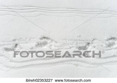 Stock Photo - "Footprints of a Capercaillie (Tetrao urogallus) in the snow, Kirchberg, Tyrol, Austria, Europe". Fotosearch